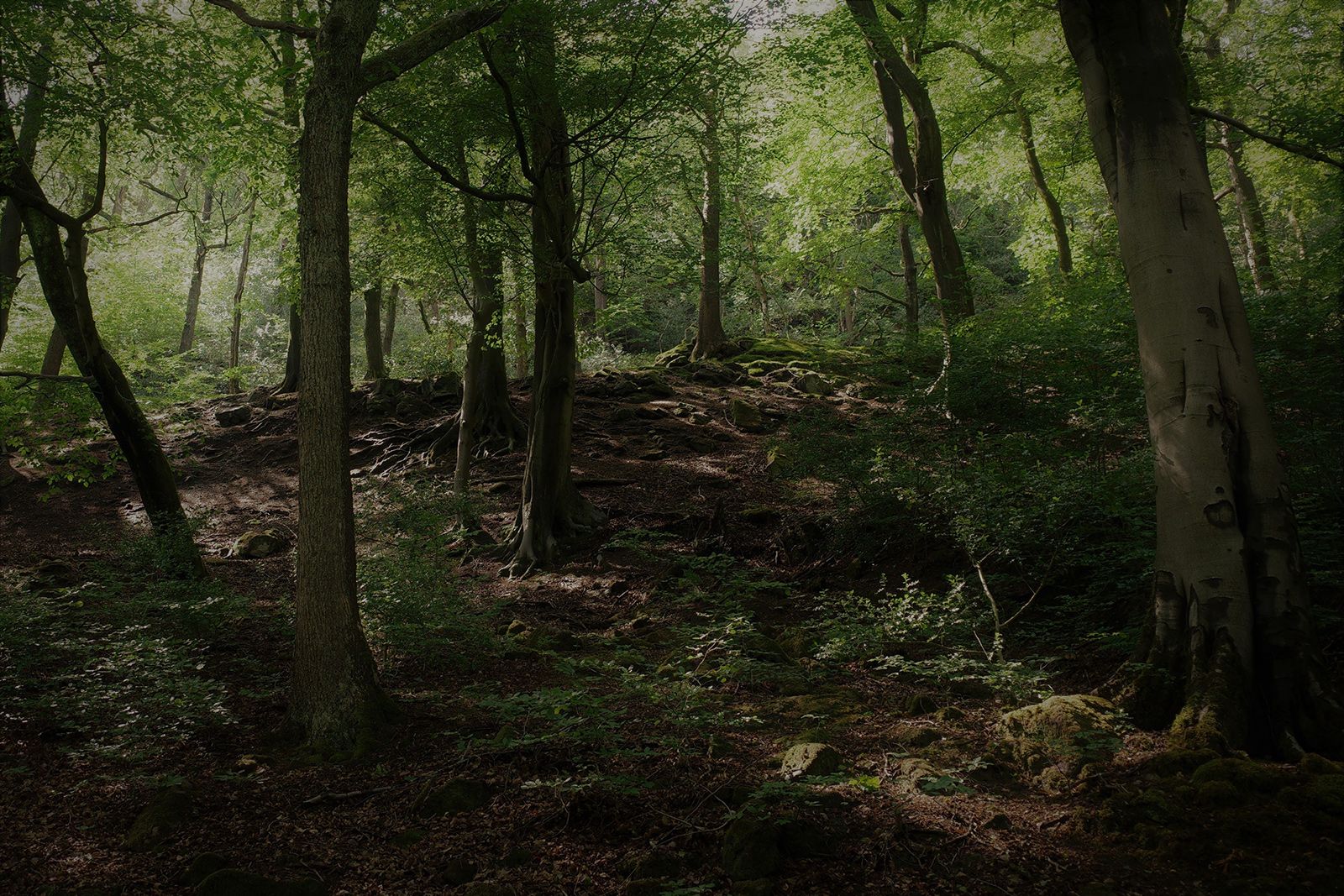 Trees above Cragg Brook